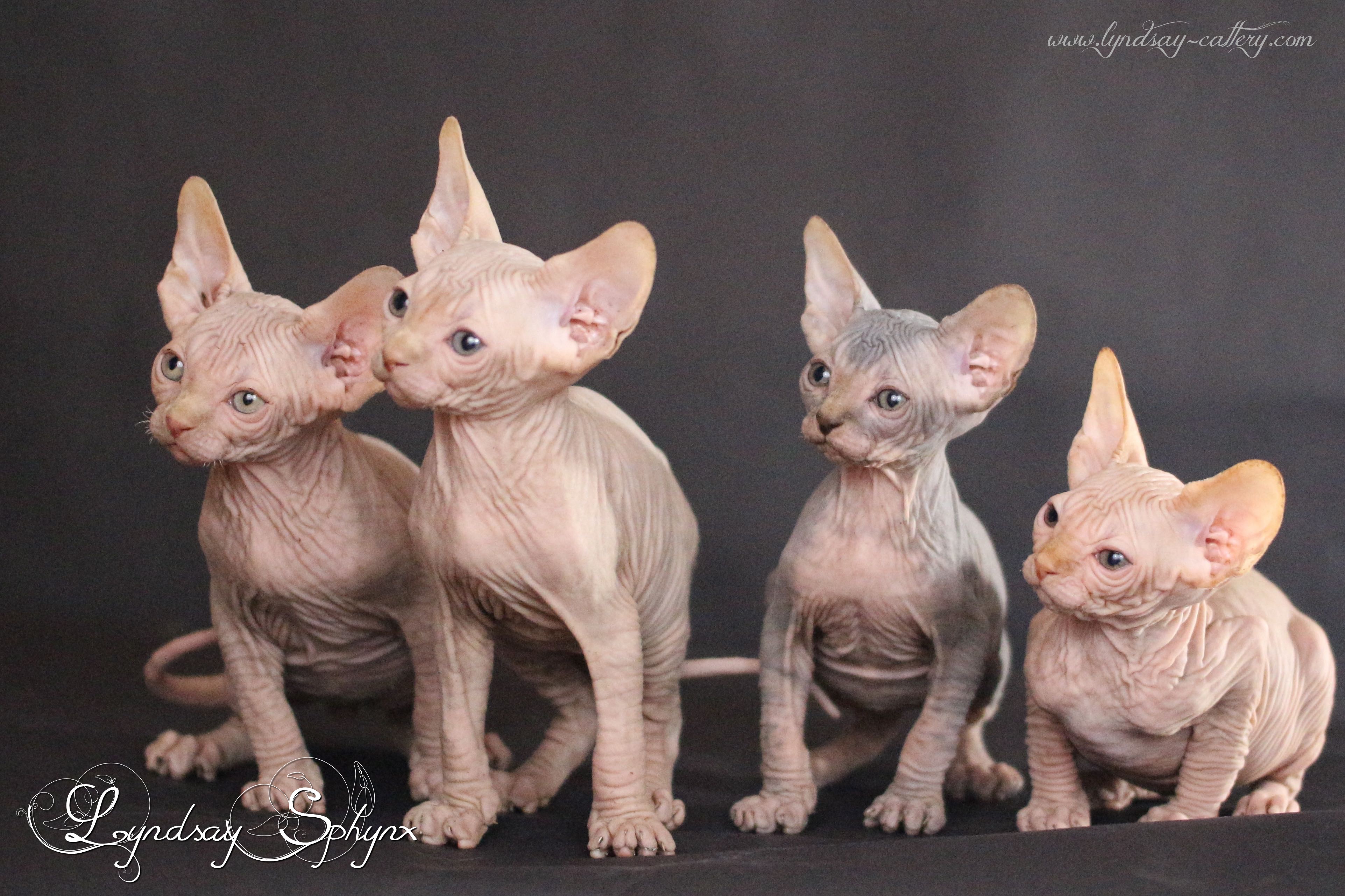 chat sphynx elevage belgique